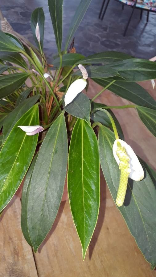 Anthurium antioquiense — search result for 'Anthurium'