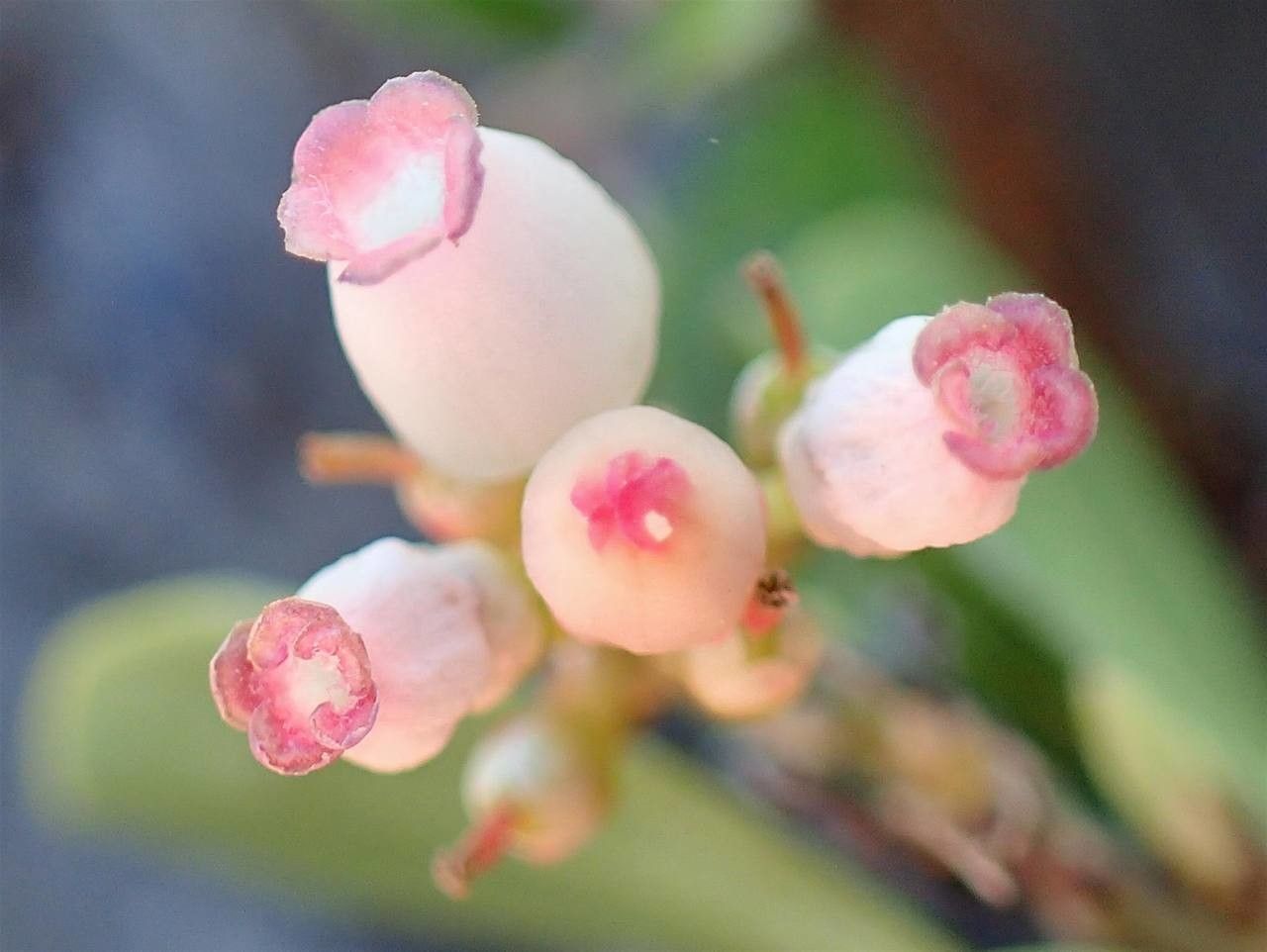Arctostaphylos uva-ursi flower