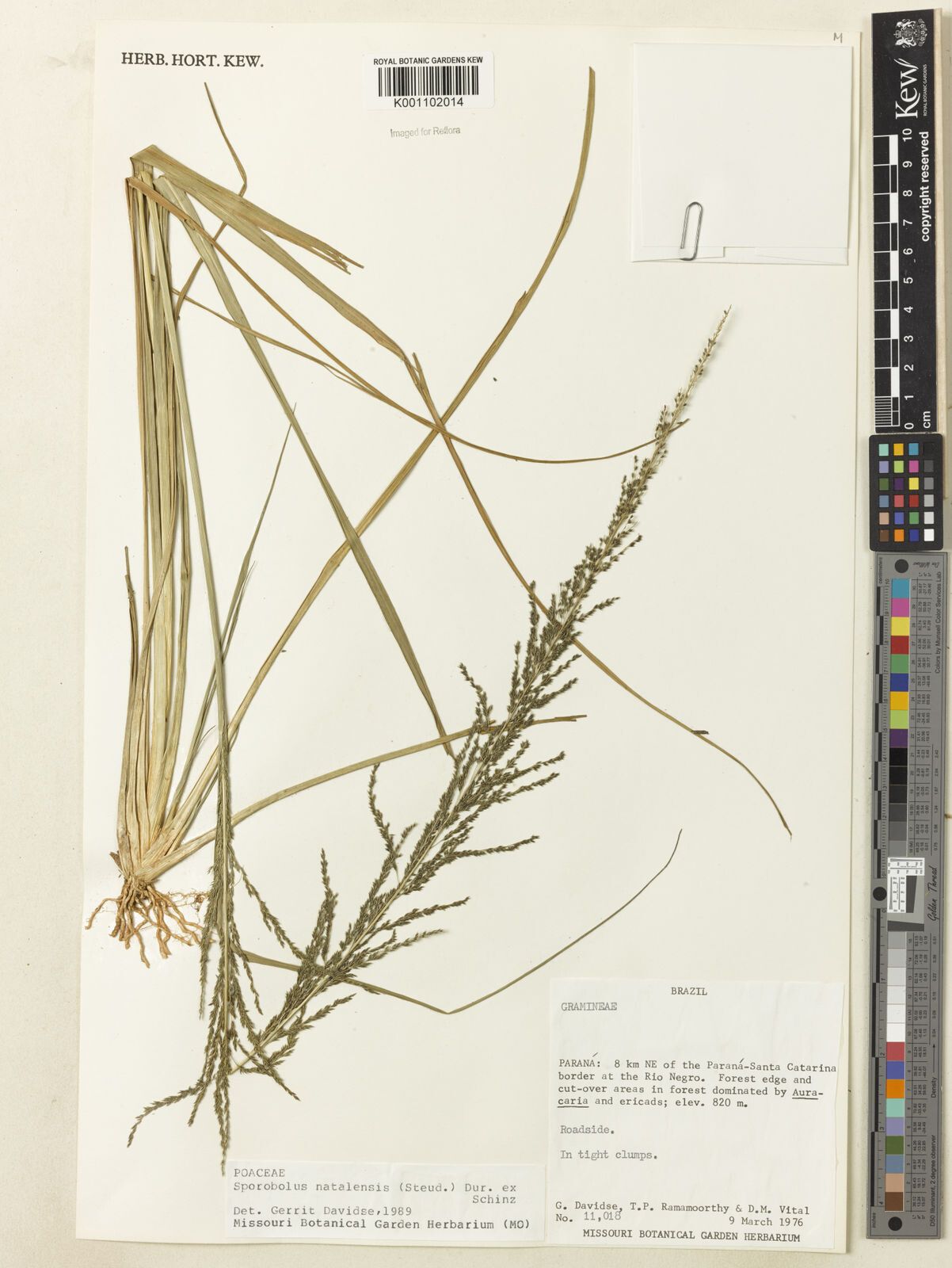 Sporobolus natalensis leaf