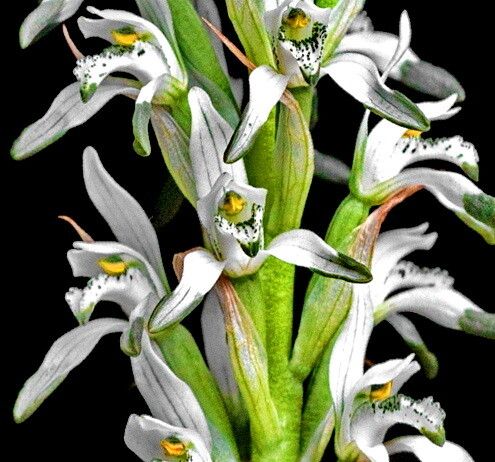 Chloraea multiflora — houseplant care guide