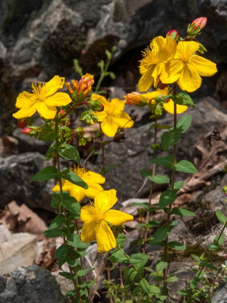 Hypericum rumeliacum flower