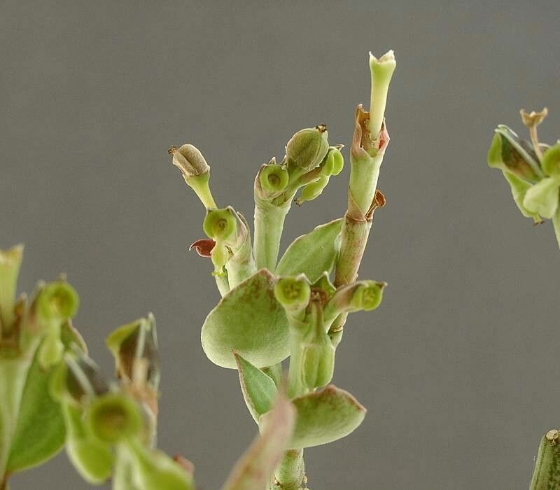 Euphorbia neostolonifera leaf
