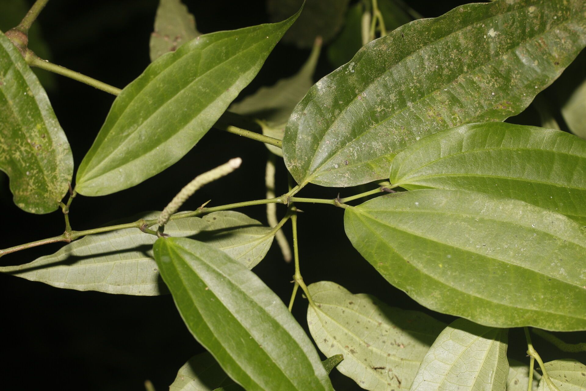 Piper pseudolindenii — search result for 'Piper'