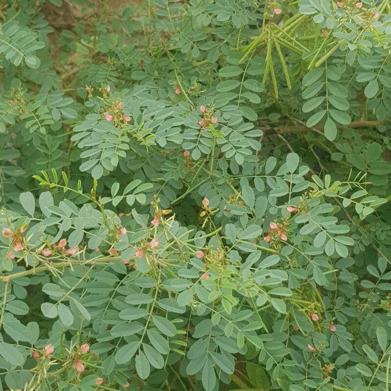 Indigofera longibarbata — search result for 'Indigofera'