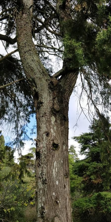 Cedrus atlantica x Cedrus libani bark