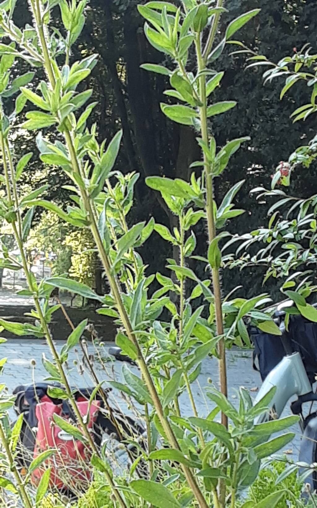 Heterotheca camporum habit