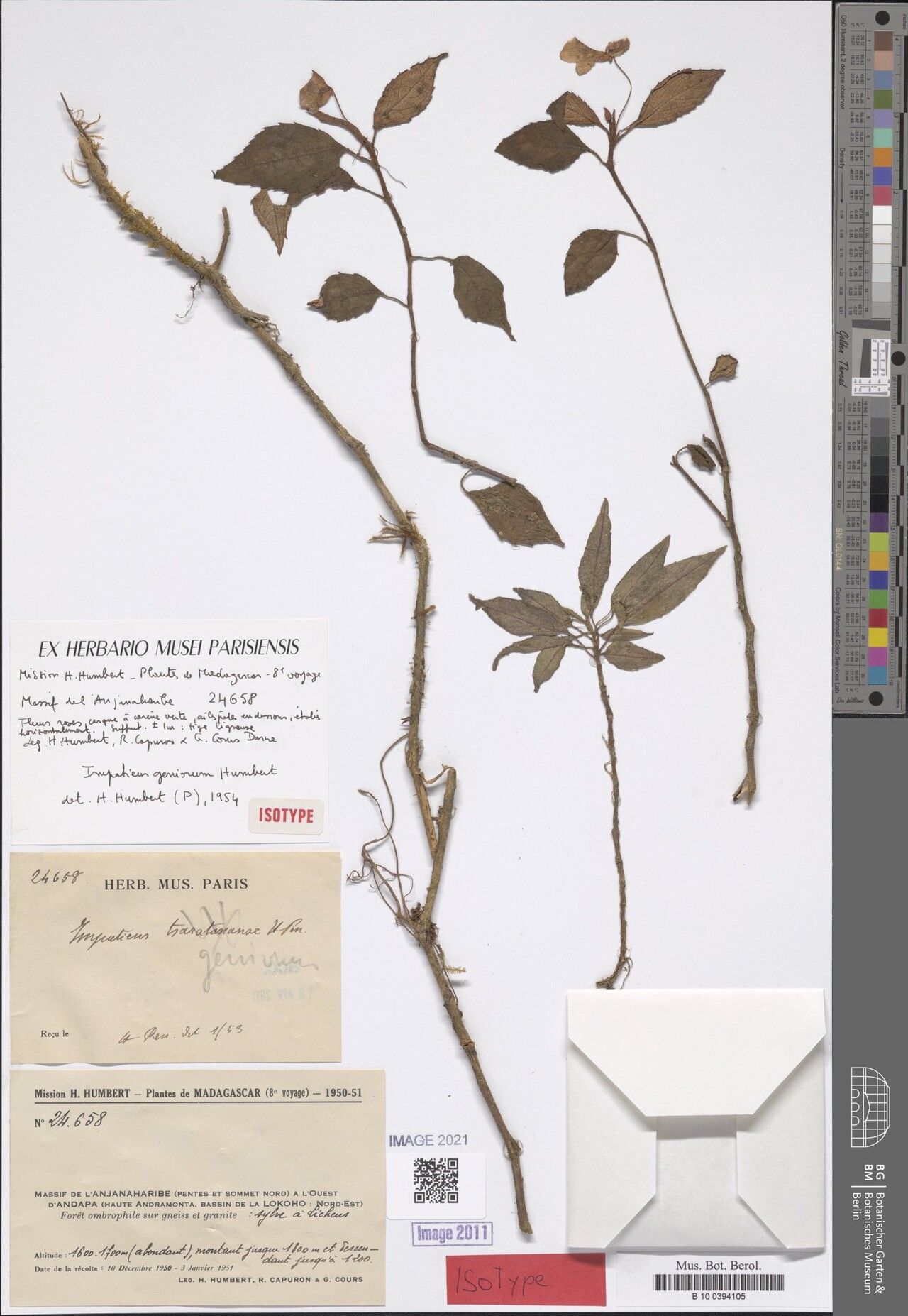 Impatiens geniorum — houseplant care guide