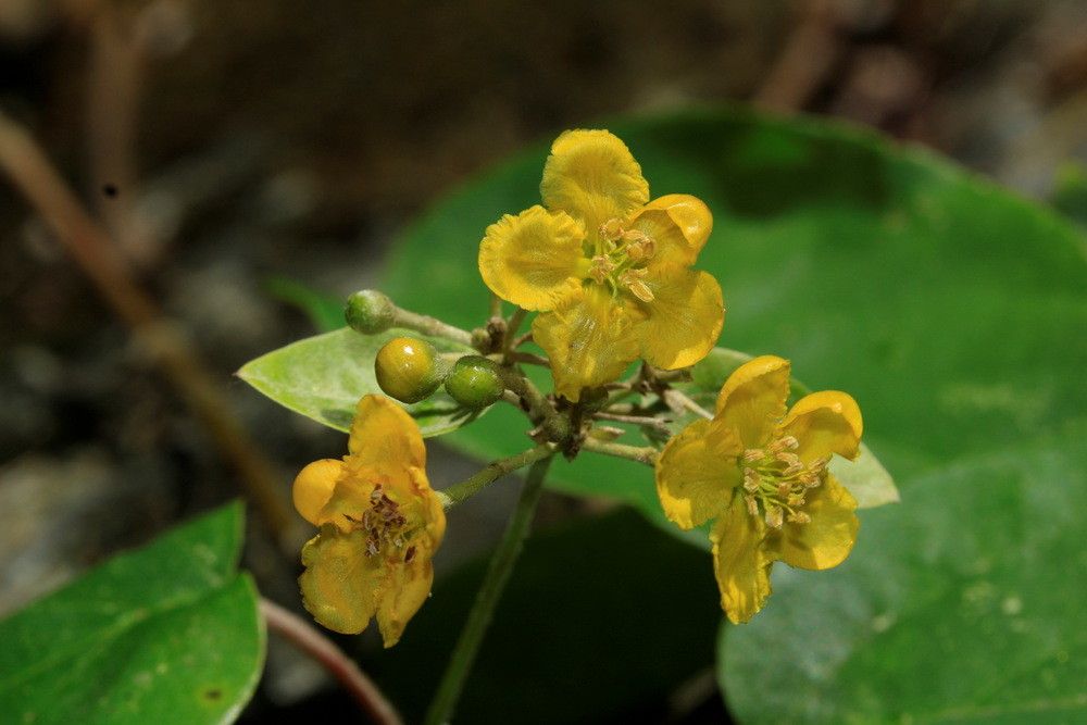 Stigmaphyllon mackeeanum — houseplant care guide