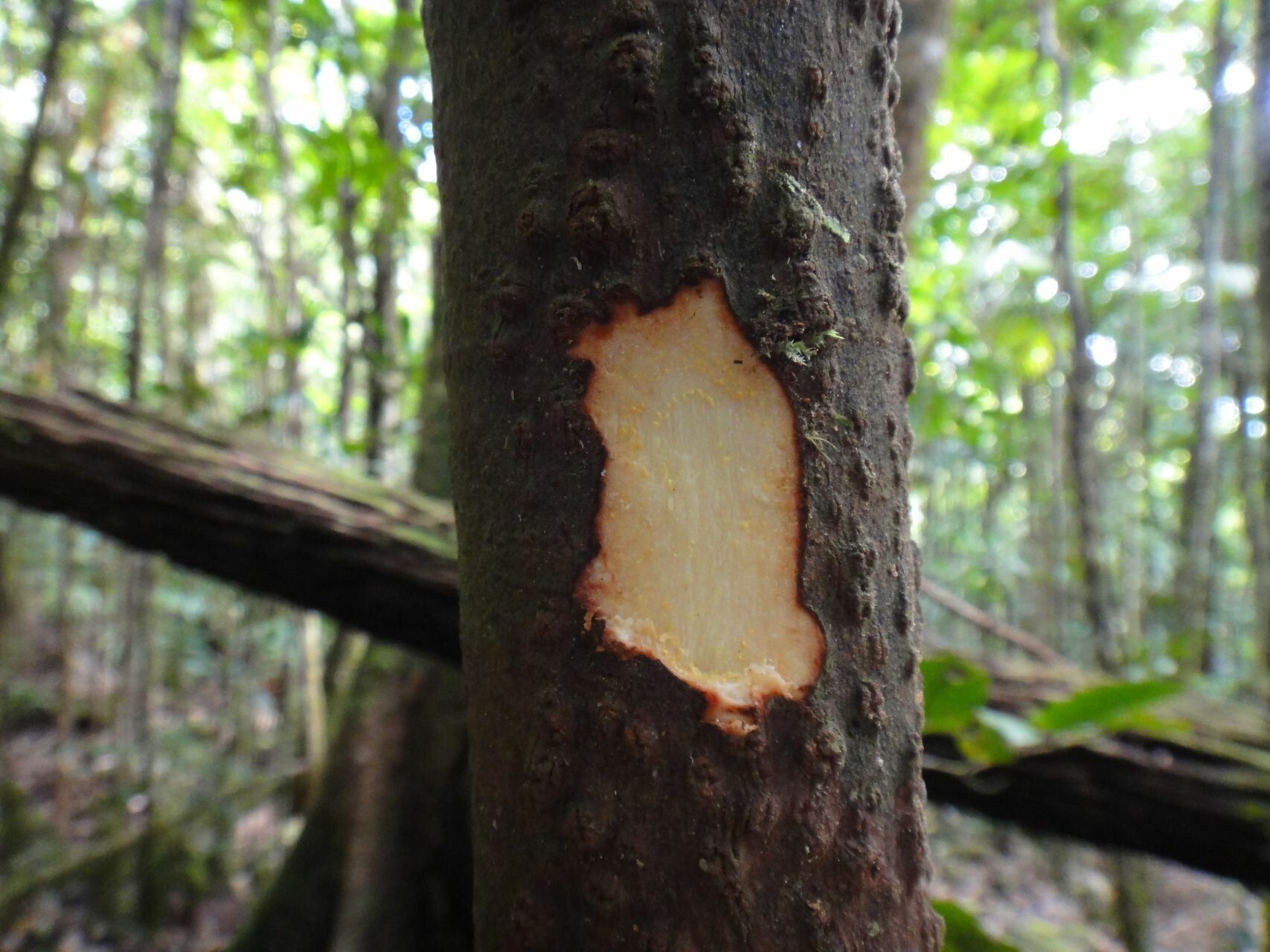 Garcinia neglecta — houseplant care guide