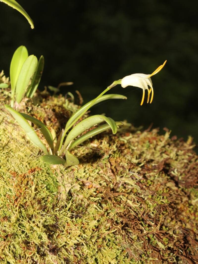 Masdevallia chontalensis