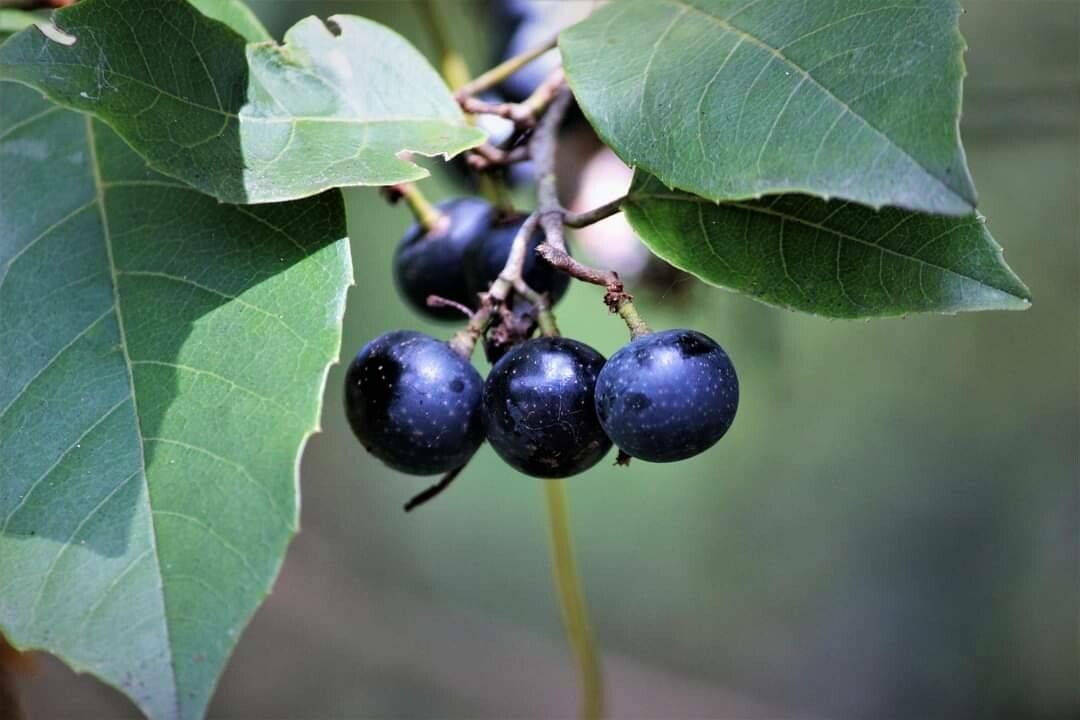 Cissus antarctica fruit