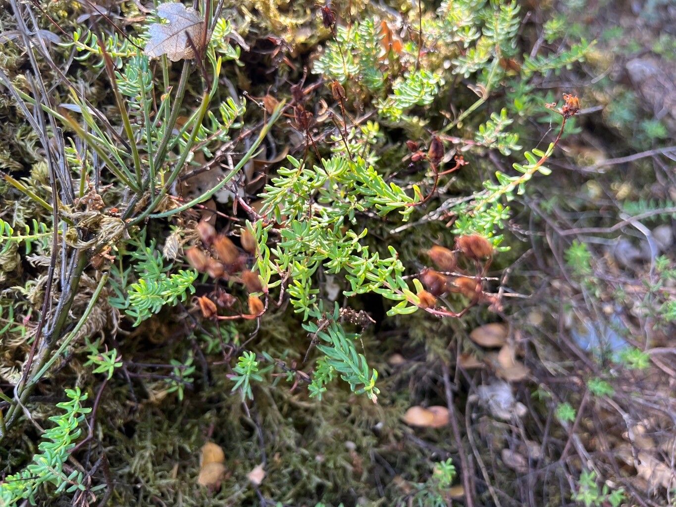 Hypericum empetrifolium leaf