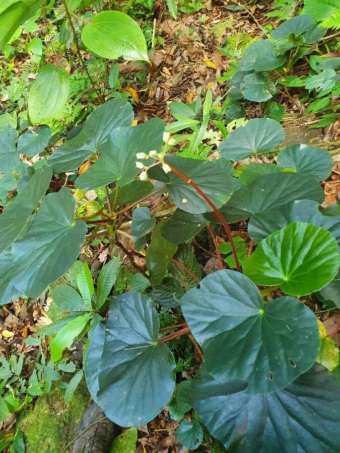 Begonia multinervia — houseplant care guide