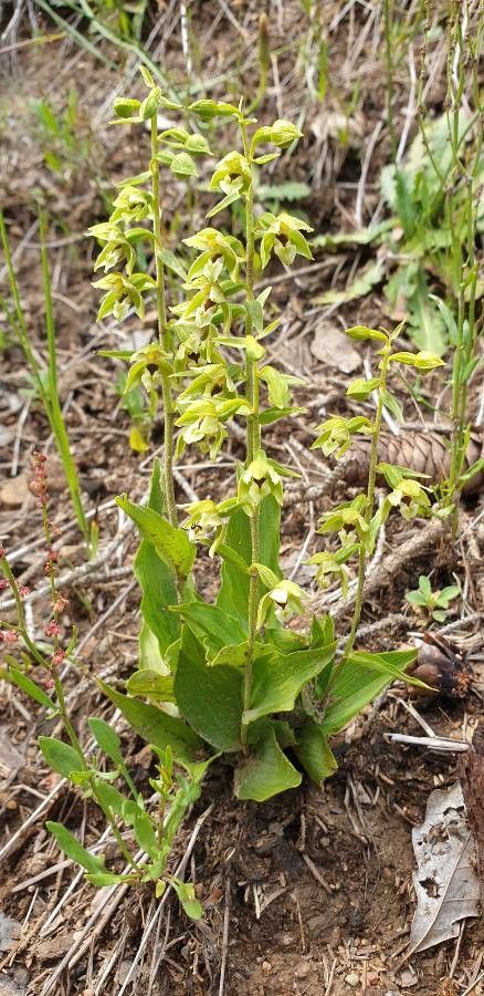 Epipactis rhodanensis flower