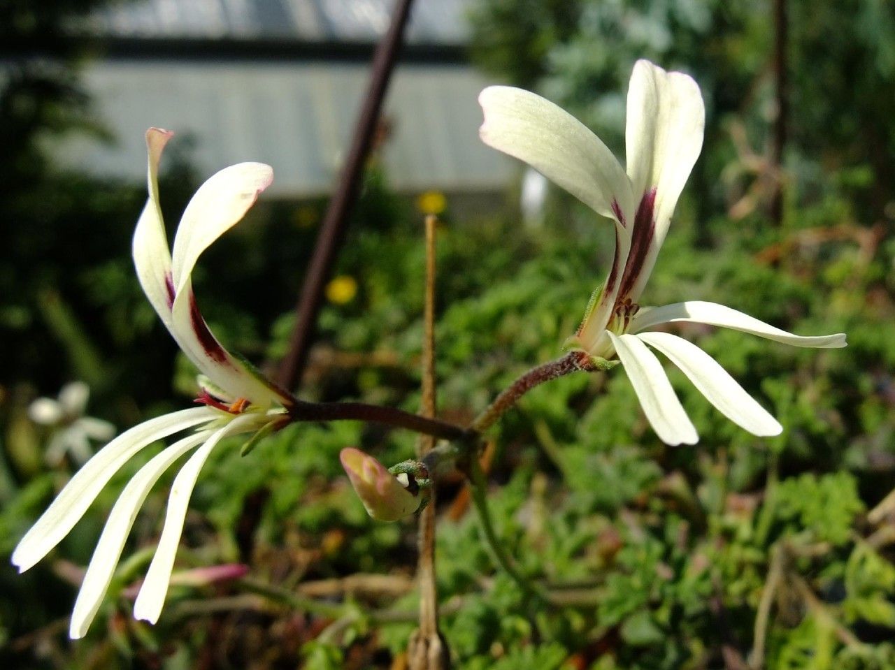 Pelargonium trifidum flower
