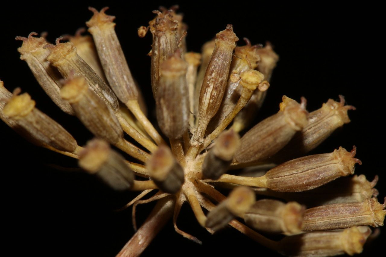 Kundmannia sicula fruit