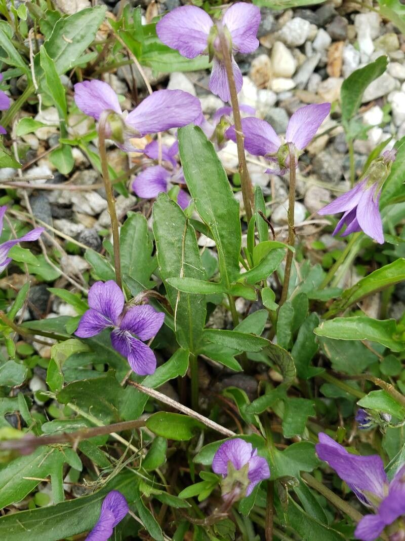 Viola pedatifida — search result for 'Violaceae'