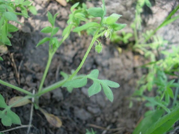 Nemophila breviflora habit