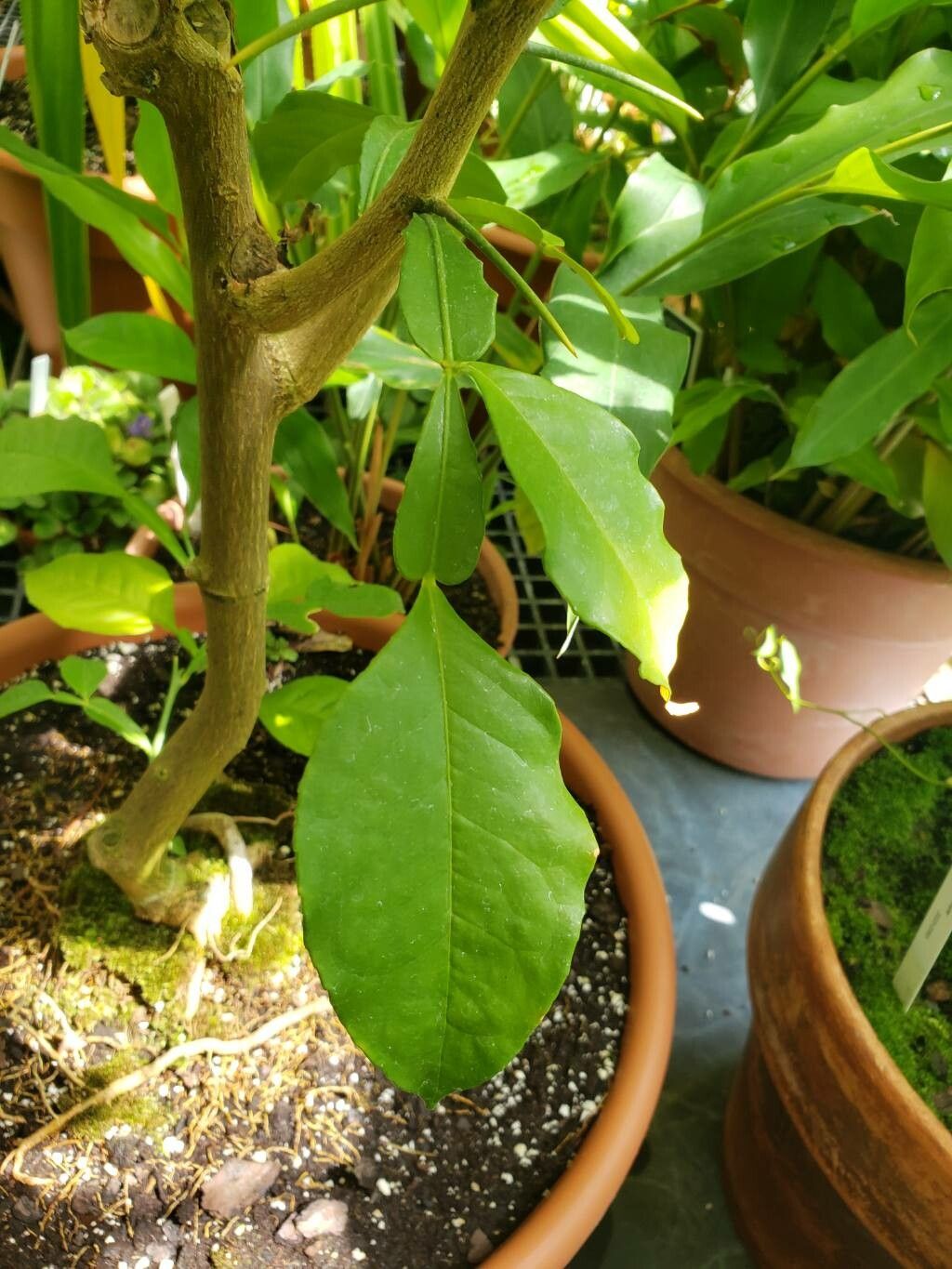 Citropsis gilletiana — related species from the same genus