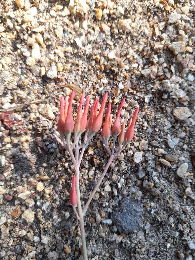 Kalanchoe rotundifolia flower