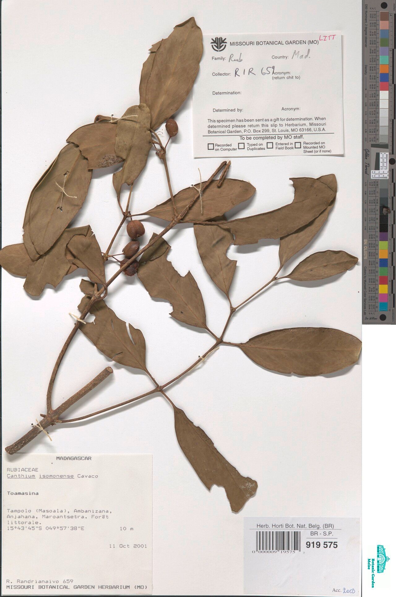 Pyrostria isomonensis — houseplant care guide