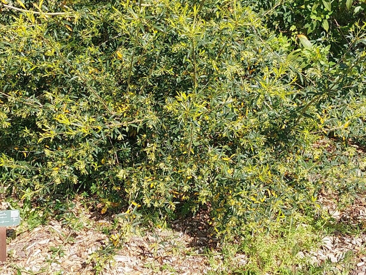 Pittosporum parvilimbum habit