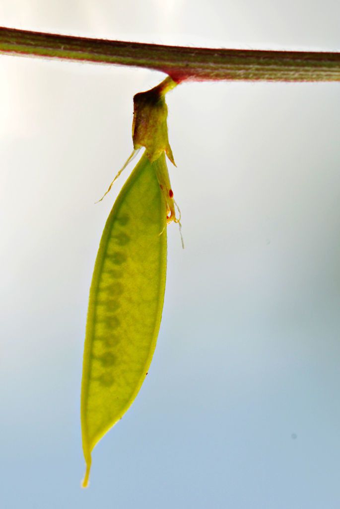 Vicia caroliniana fruit
