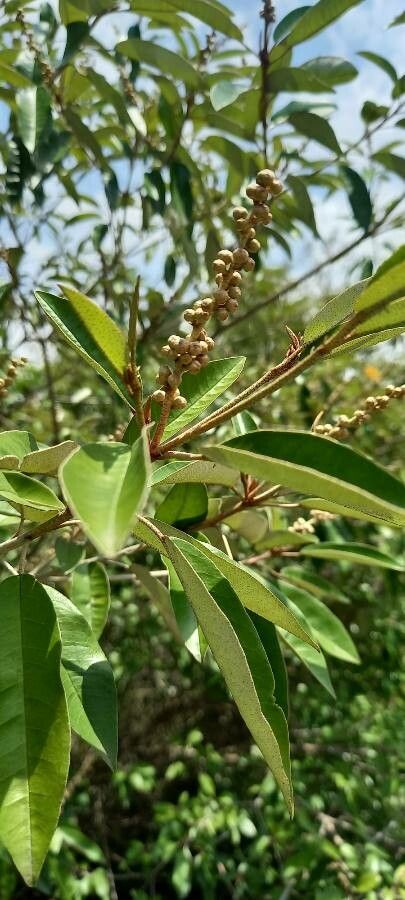 Croton gratissimus flower