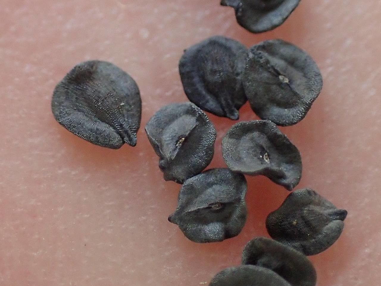 Dianthus carthusianorum fruit