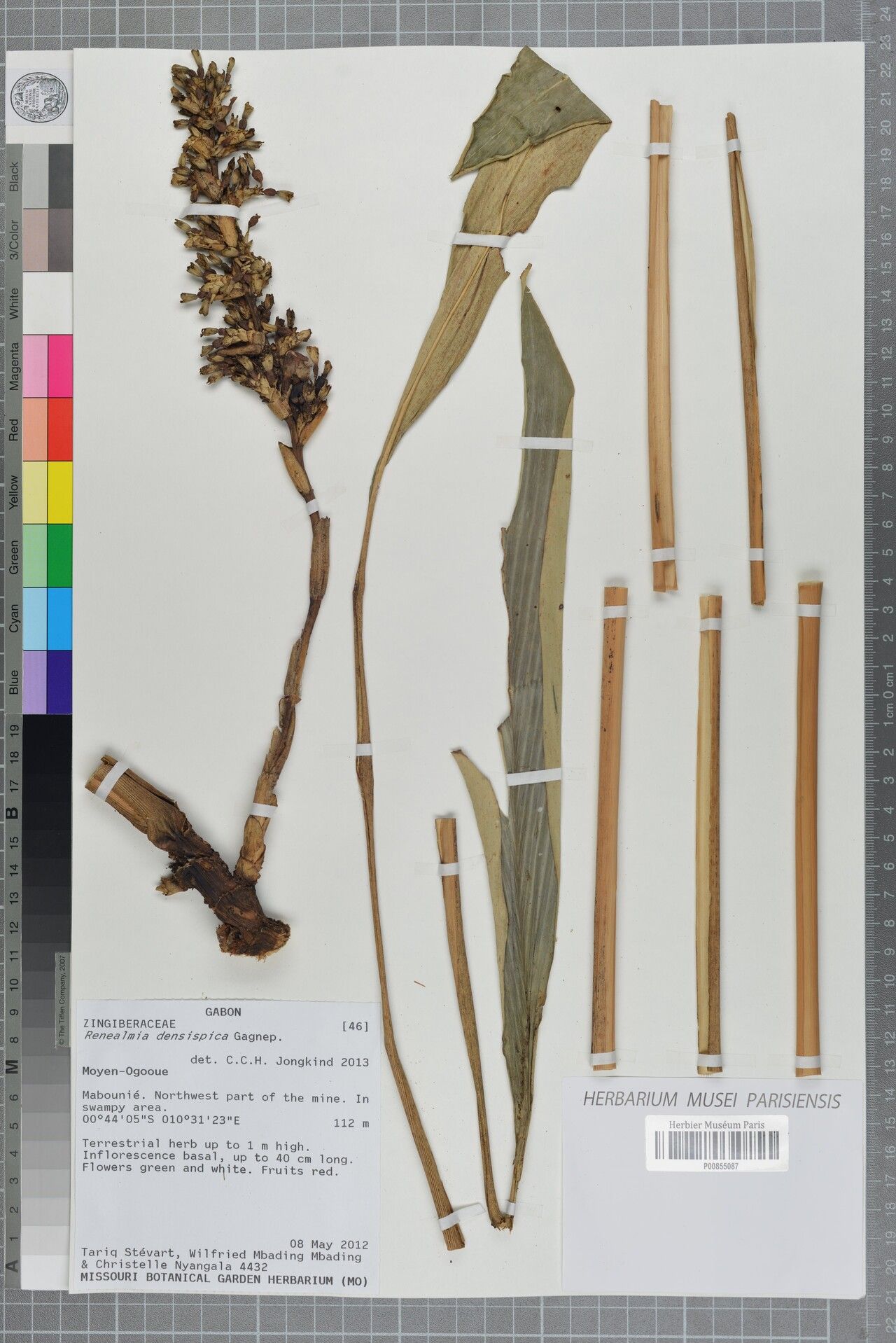 Renealmia densispica — search result for 'Renealmia'