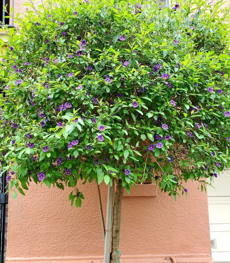 Lycianthes rantonnetii flower