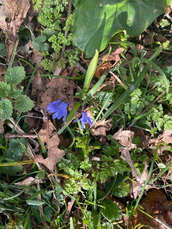 Scilla forbesii habit