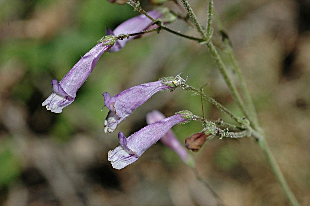 Penstemon personatus flower