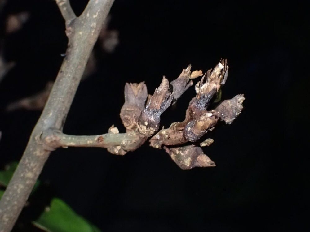 Millettia theuszii other