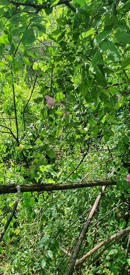 Ghikaea speciosa habit