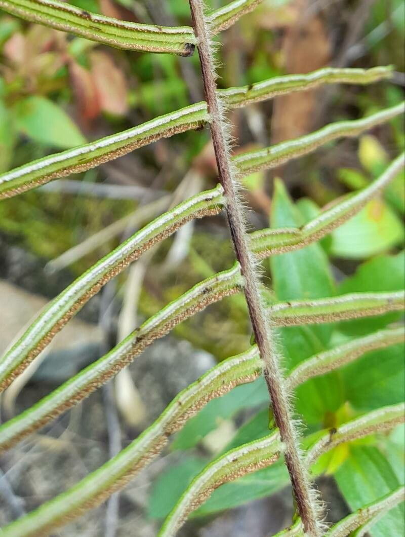 Pteris longifolia fruit