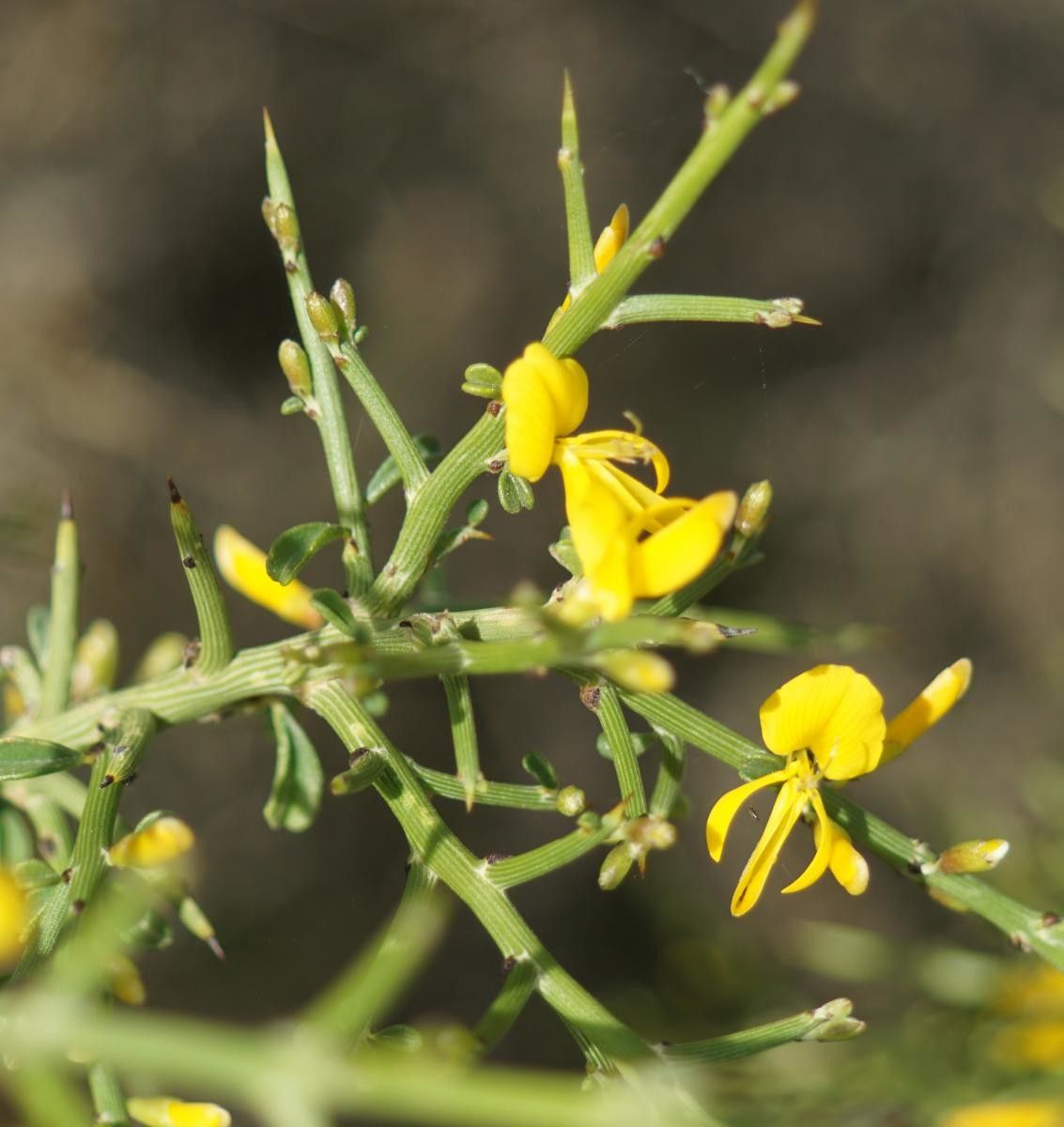 Genista fasselata flower