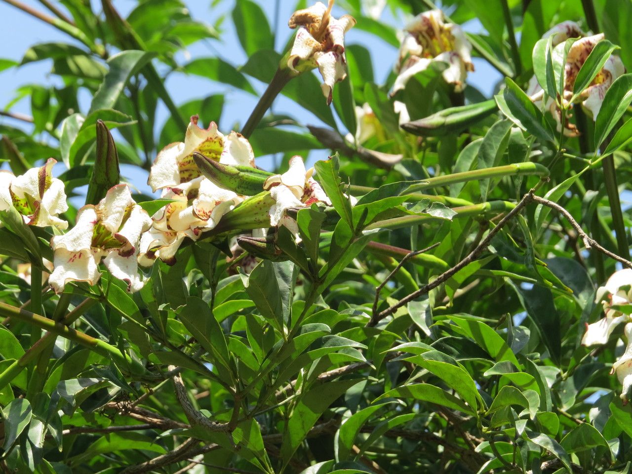 Rothmannia urcelliformis flower