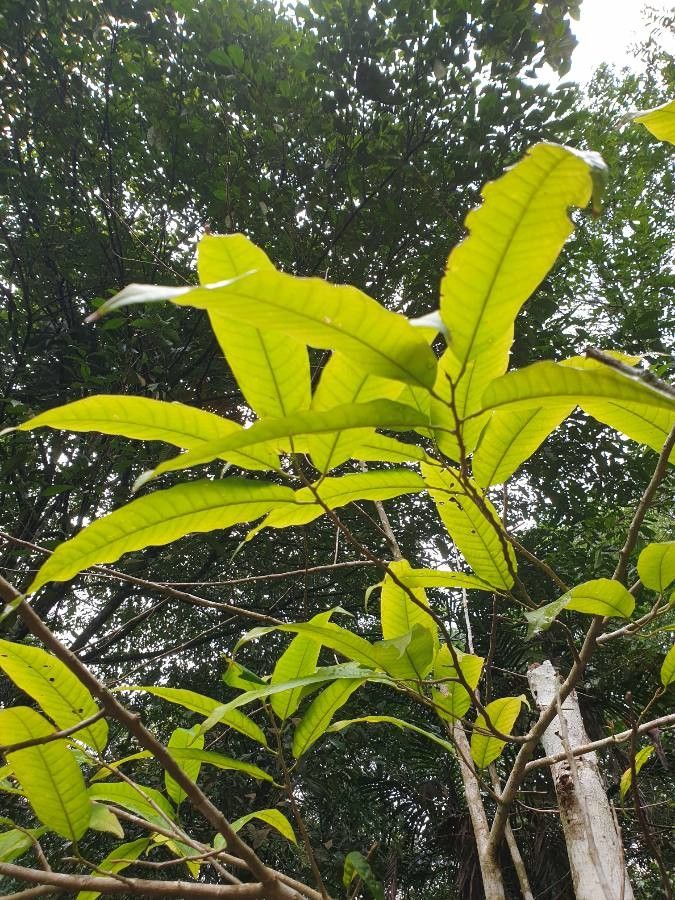 Anisoptera scaphula leaf