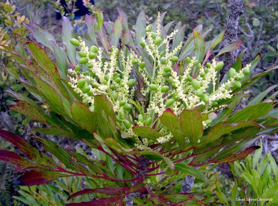 Beauprea balansae habit