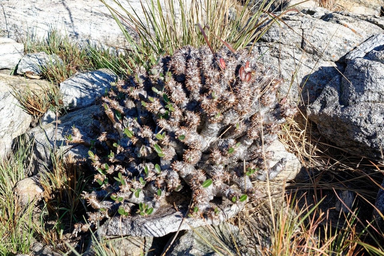 Pachypodium densiflorum bark