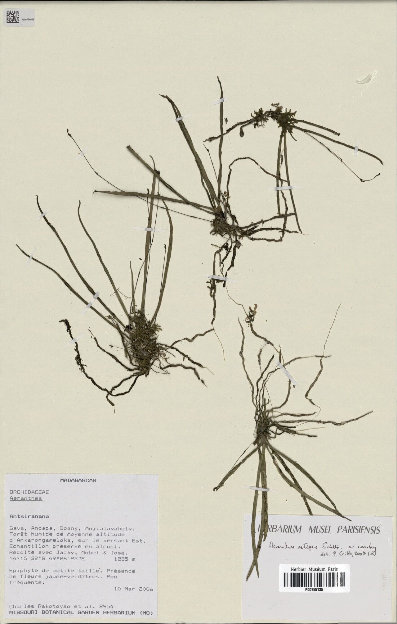 Aeranthes setipes — houseplant care guide