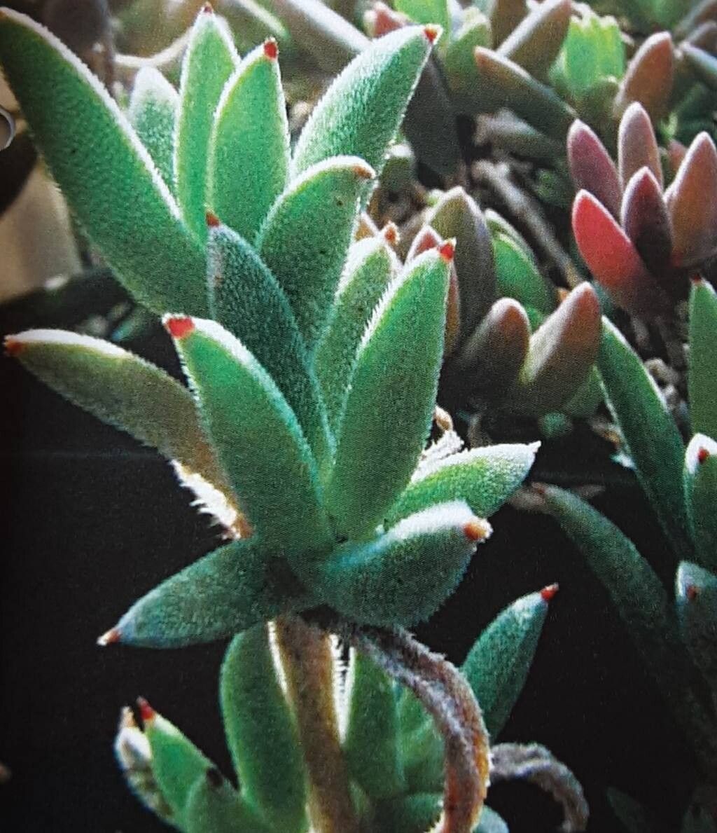 Trichodiadema imitans leaf