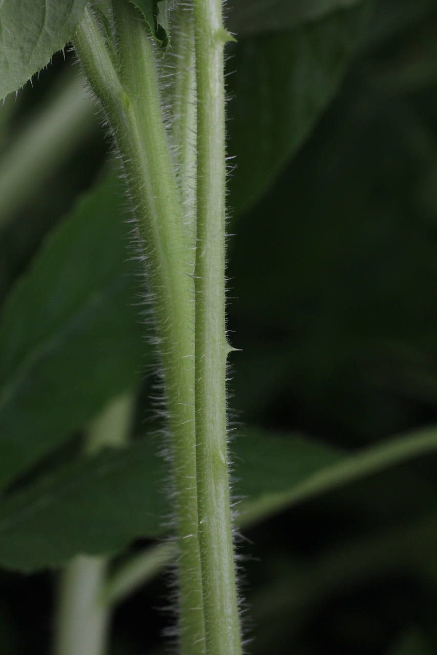 Cleome houtteana bark