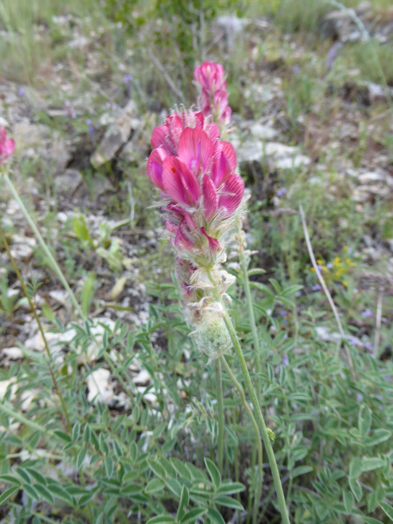 Hedysarum talassicum — houseplant care guide