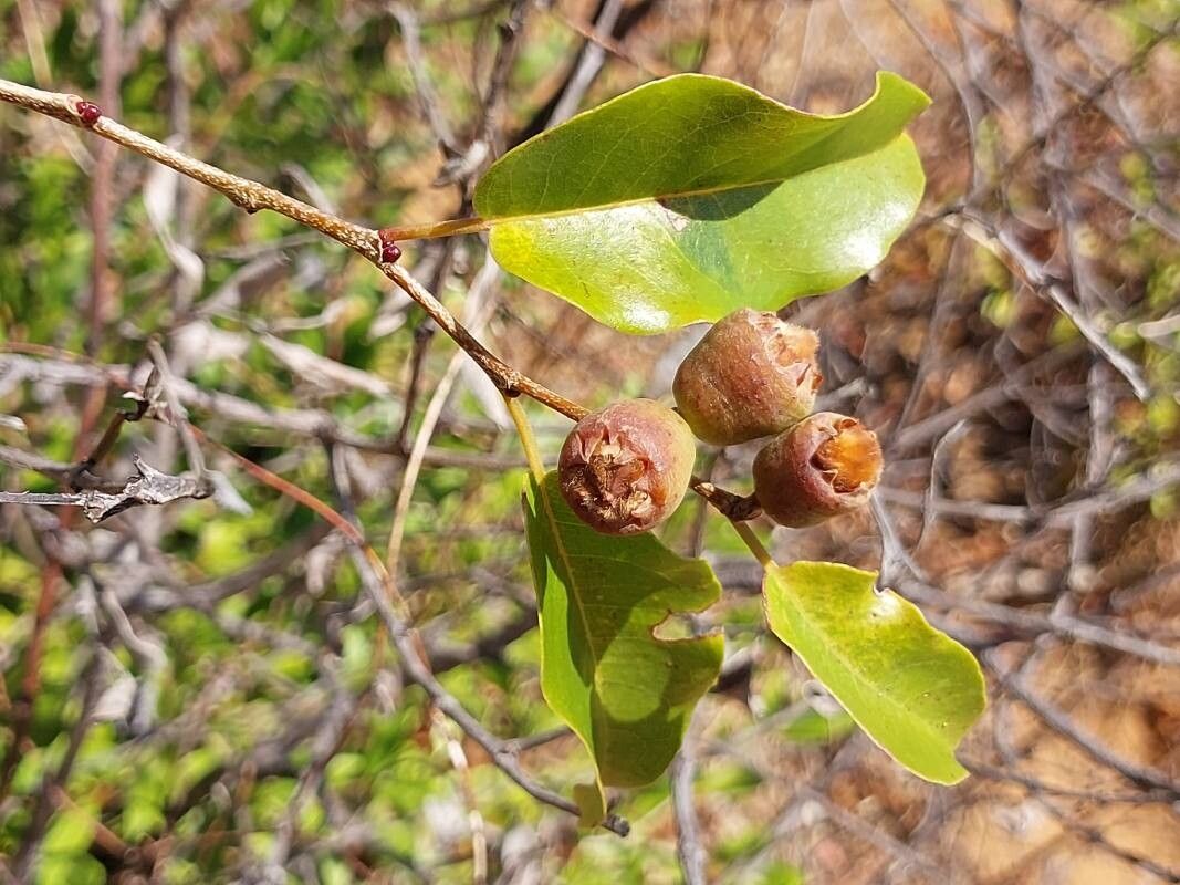 Leptolaena cuspidata other