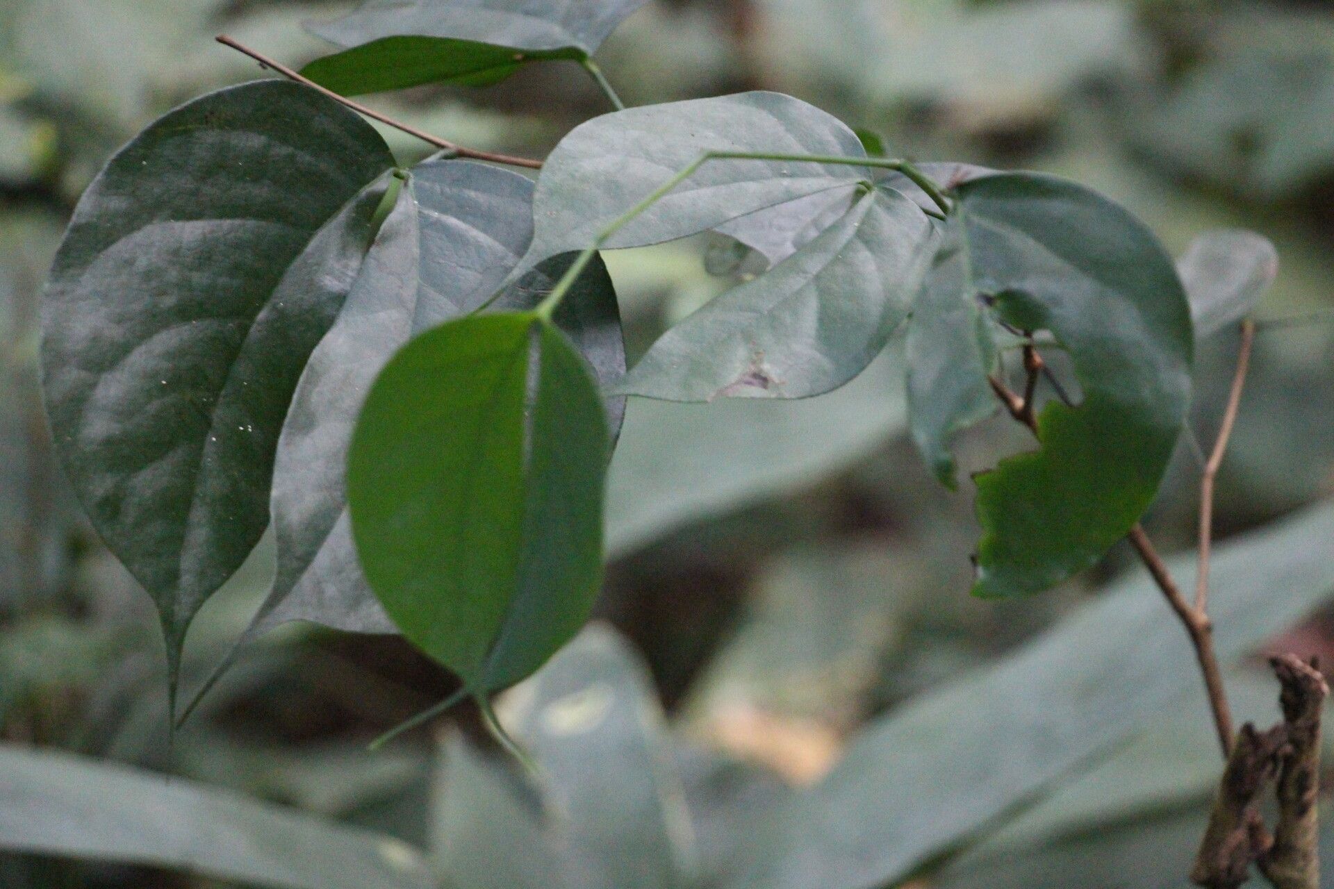 Guibourtia pellegriniana — related species from the same genus