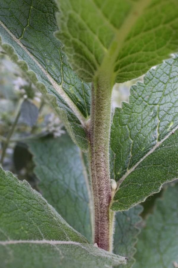 Verbascum ovalifolium — search result for 'Verbascum'