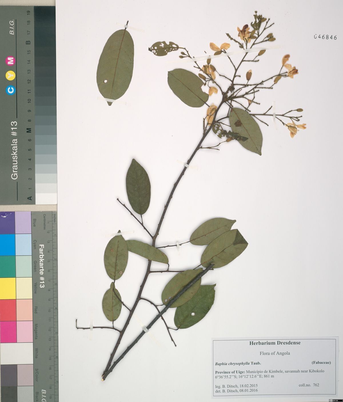 Baphia chrysophylla — houseplant care guide