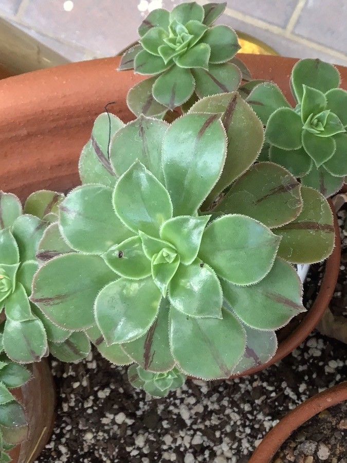 Aeonium leucoblepharum leaf